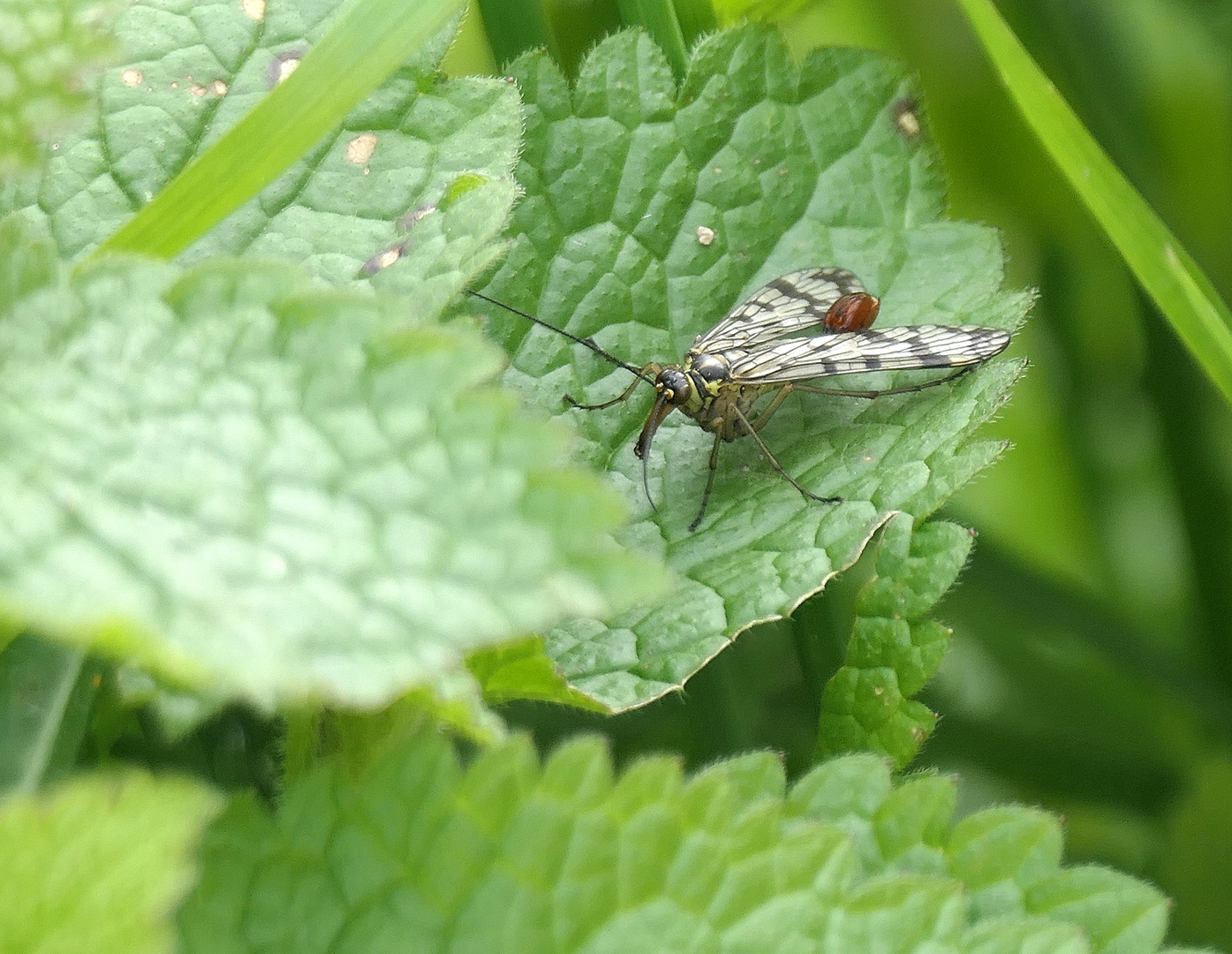 Gemeine Skorpionsfliege 