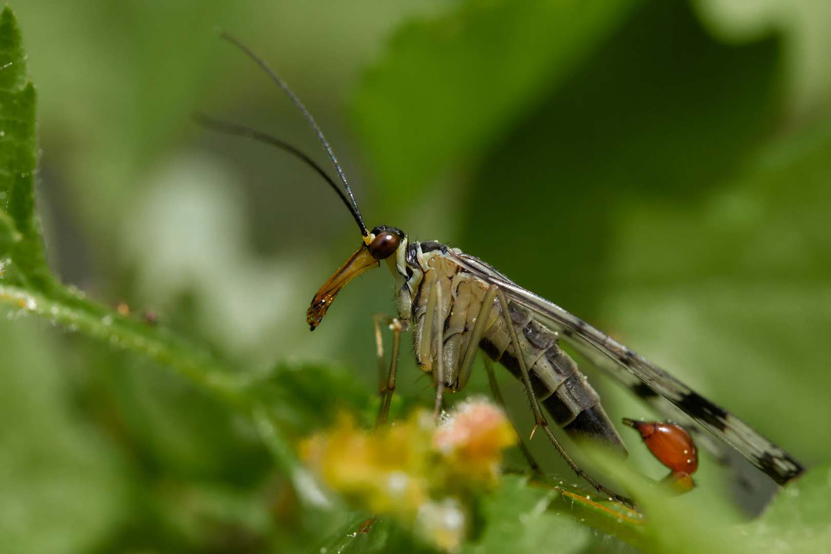 Gemeine Skorpionsfliege