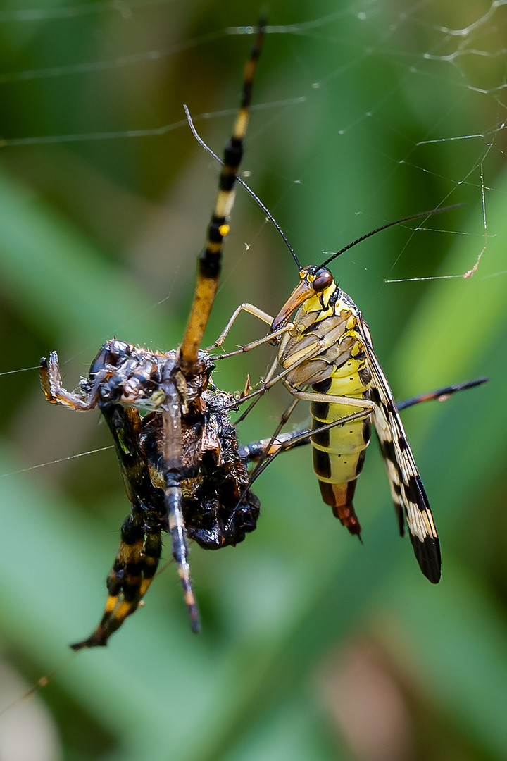 Gemeine Skorpionsfliege