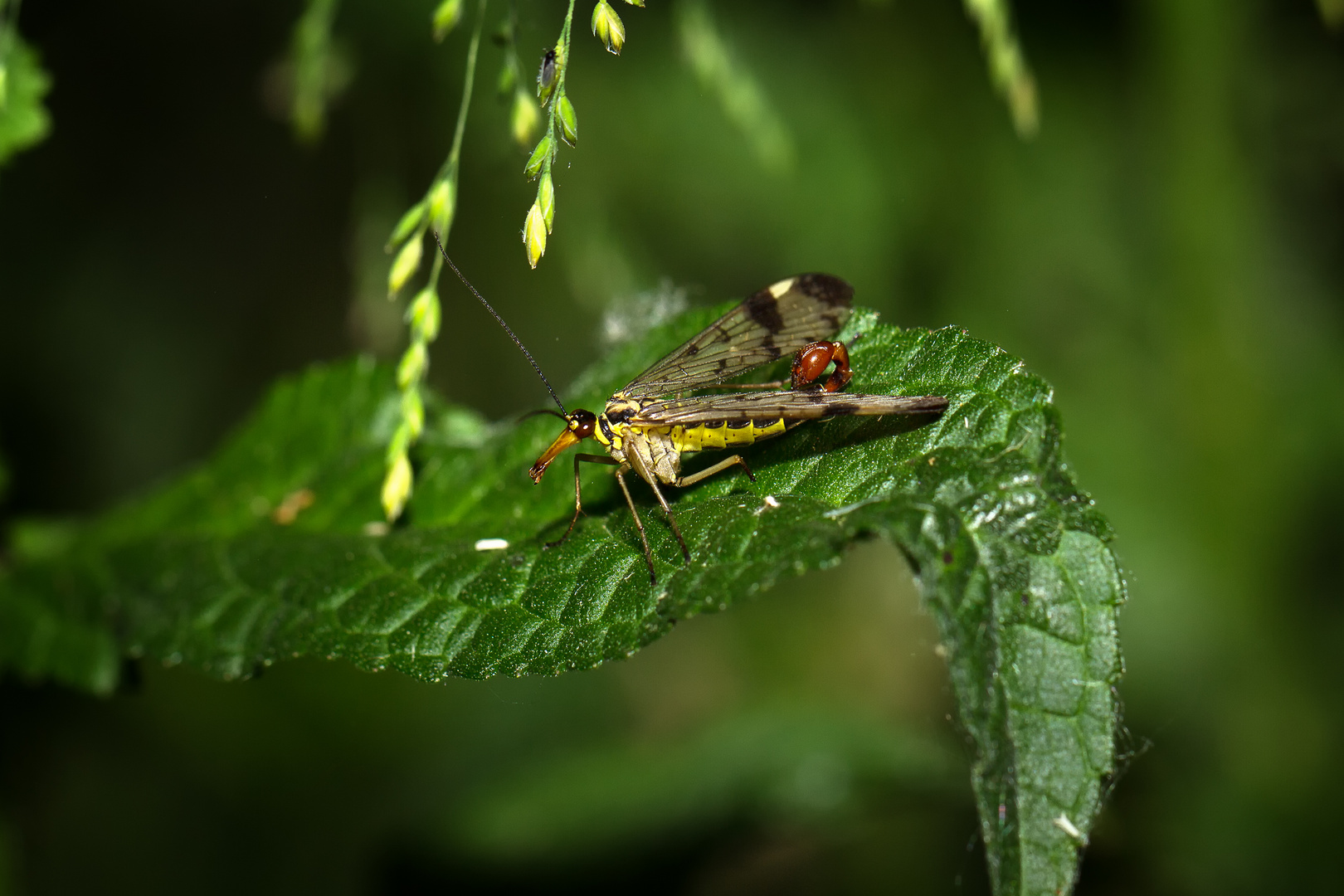 gemeine Skorpionsfliege