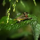 gemeine Skorpionsfliege