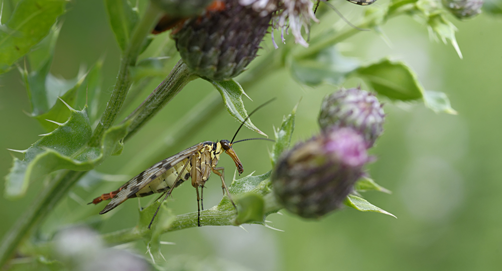 Gemeine Skorpionsfliege