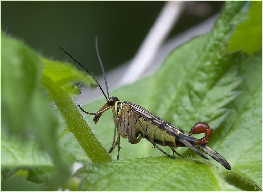 Gemeine Skorpionsfliege