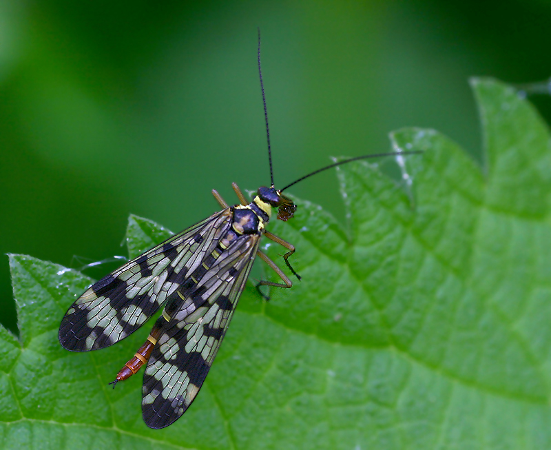 gemeine skorpionsfliege