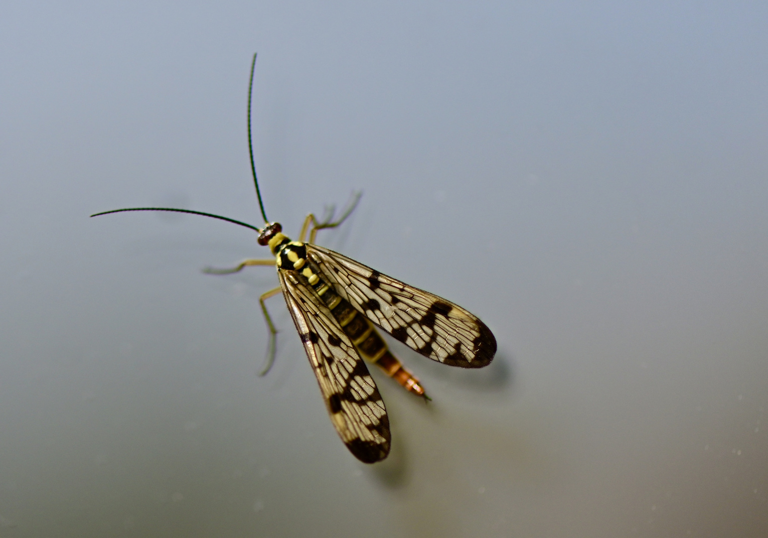 Gemeine Skorpionsfliege