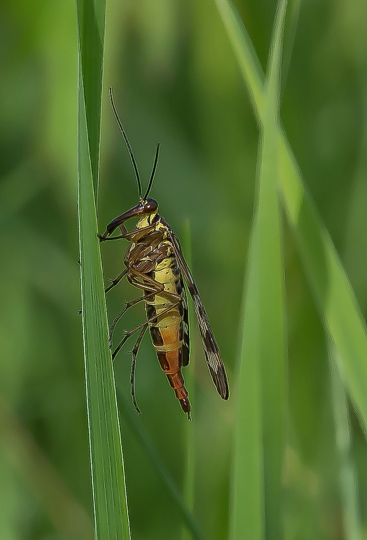 Gemeine Skorpionsfliege ( female)