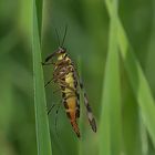 Gemeine Skorpionsfliege ( female)