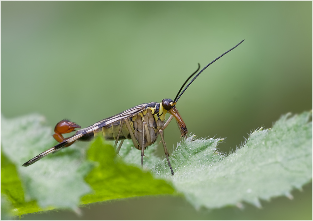 Gemeine Skorpionsfliege II