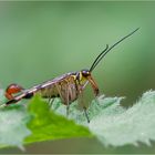 Gemeine Skorpionsfliege II