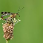 Gemeine Skorpionsfliege - männlich  - male -