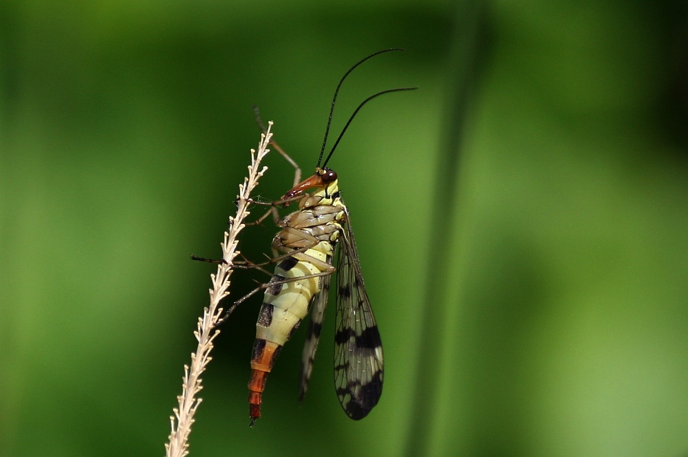 Gemeine Skorpionsfliege (Panorpa communis) *