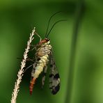 Gemeine Skorpionsfliege (Panorpa communis) *