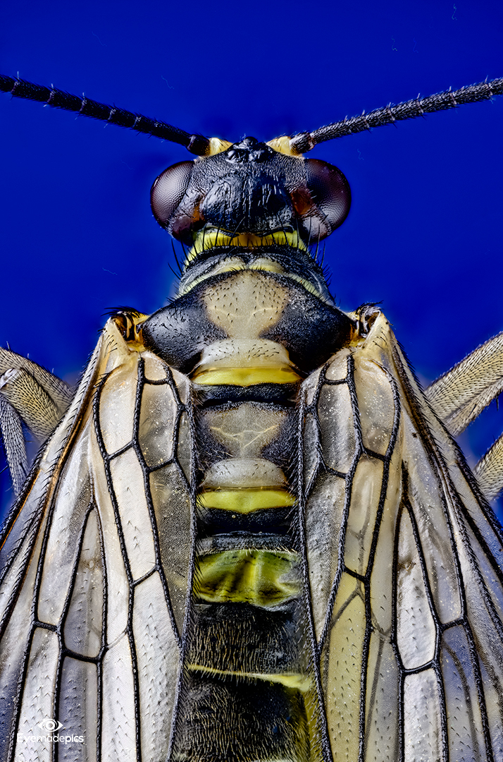 Gemeine Skorpionsfliege (Panorpa communis) 