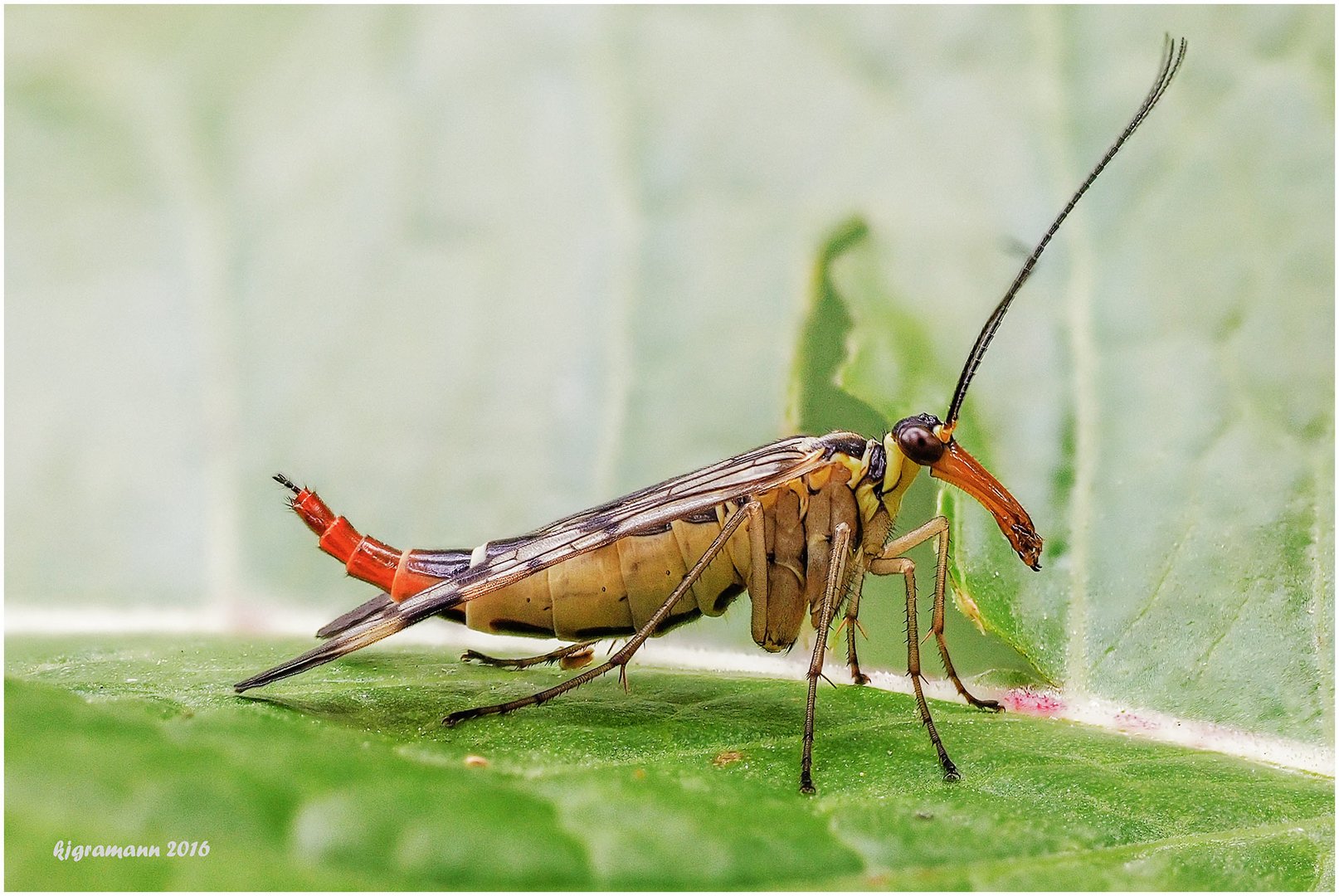 gemeine skorpionsfliege (Panorpa communis).....