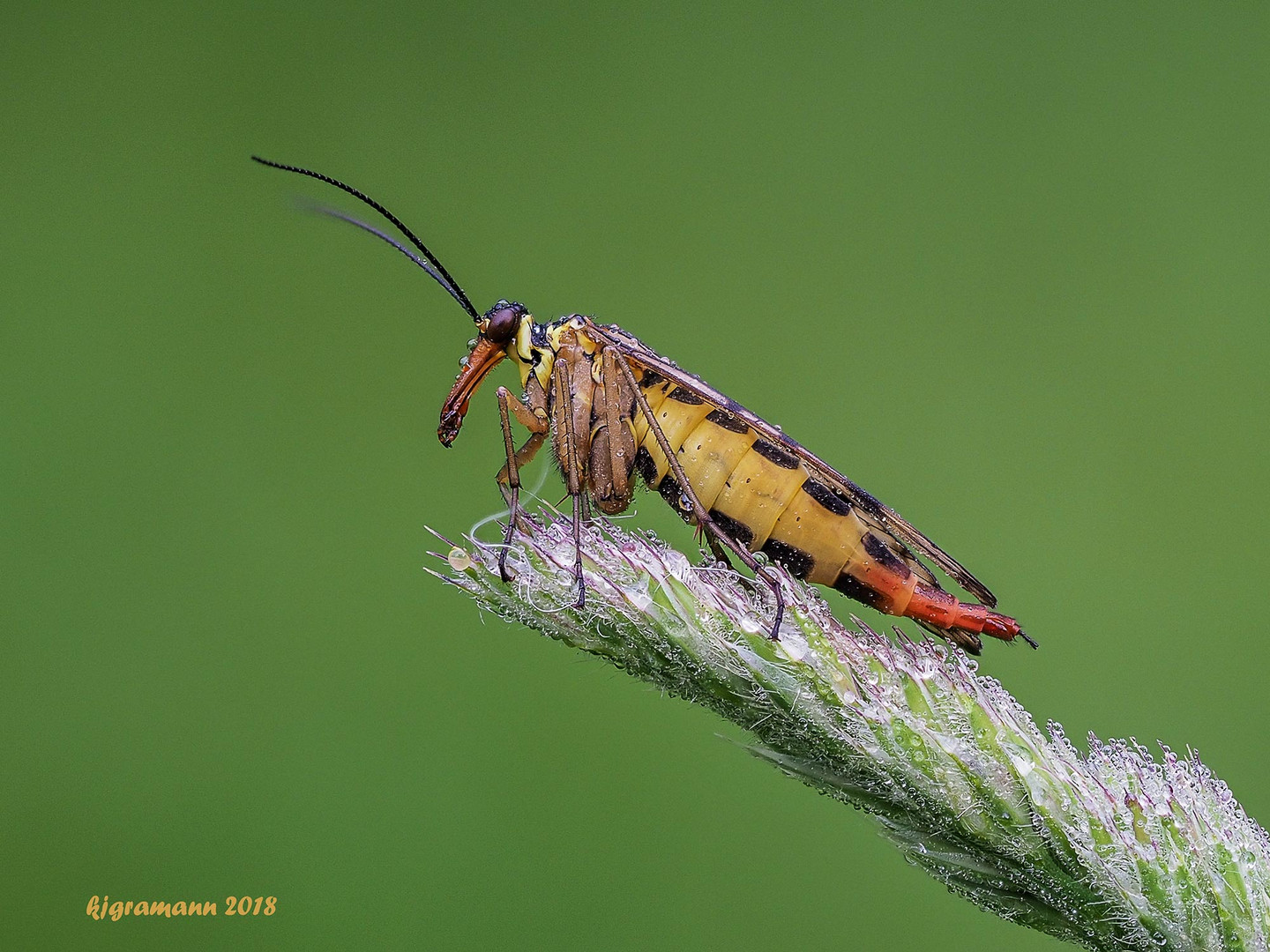 gemeine skorpionsfliege (panorpa communis), ....