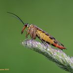 gemeine skorpionsfliege (panorpa communis), ....