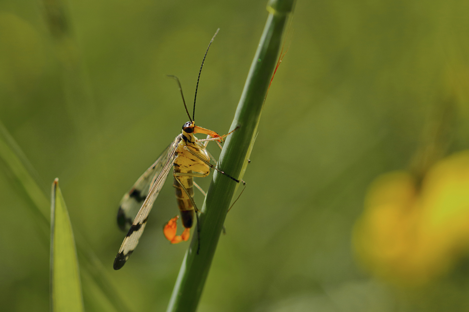 Gemeine Skorpionsfliege (Panorpa communis)