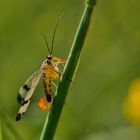 Gemeine Skorpionsfliege (Panorpa communis)