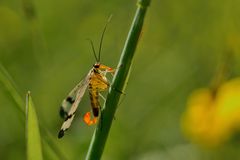 Gemeine Skorpionsfliege (Panorpa communis)