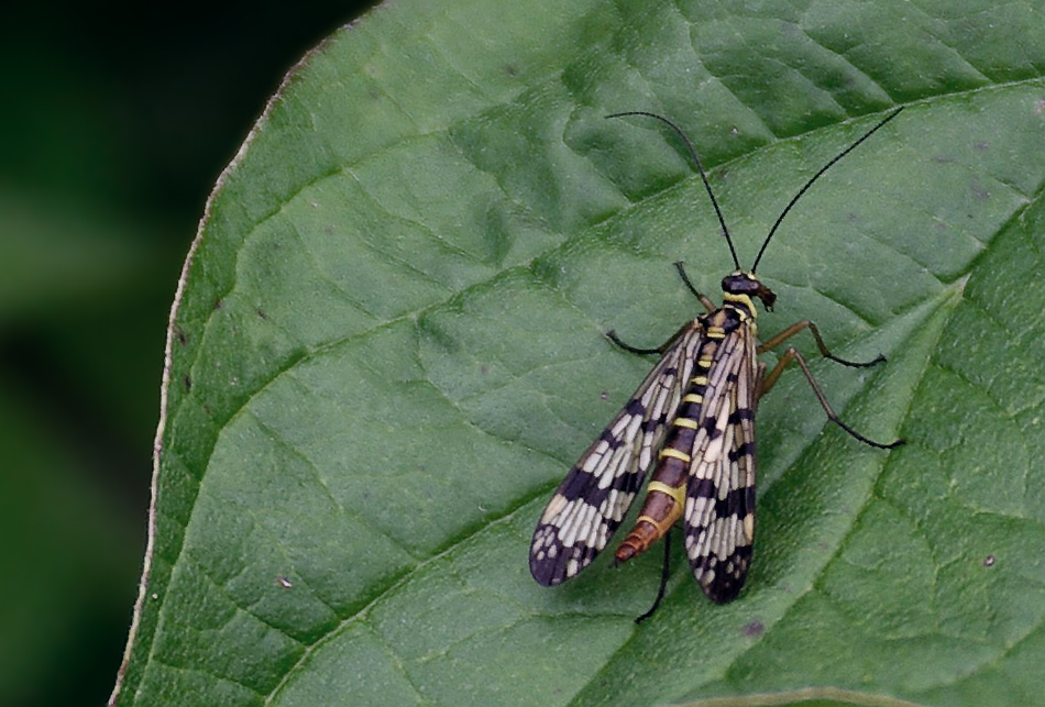 Gemeine Skorpionsfliege (Panorpa communis)