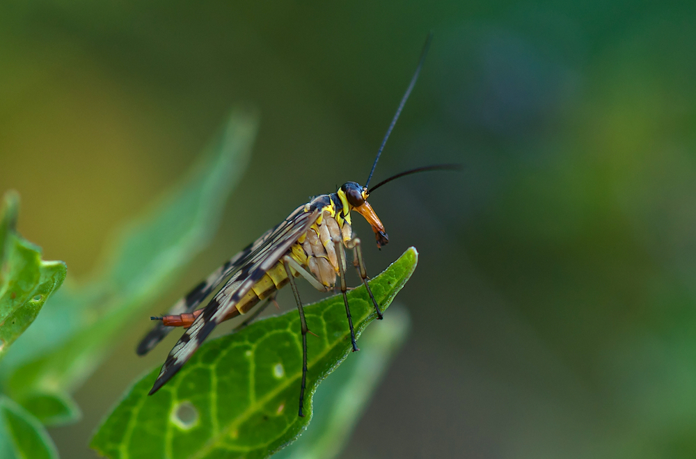 Gemeine Skorpionsfliege (Panorpa communis)