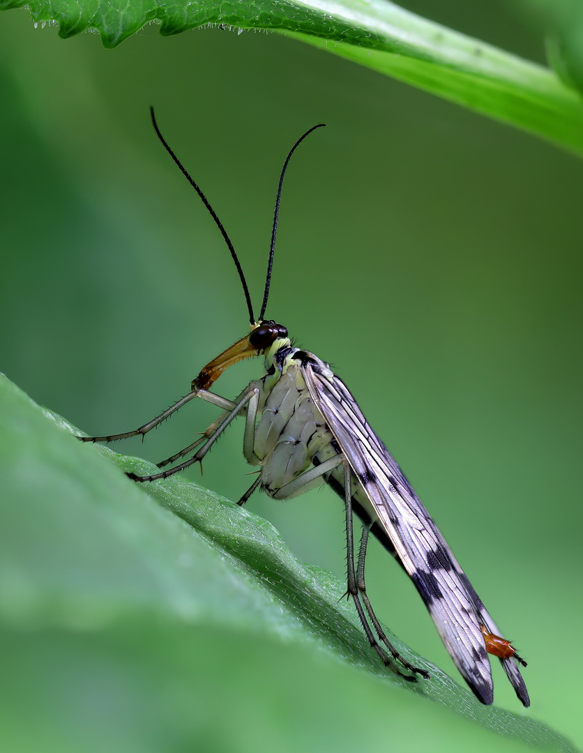 Gemeine Skorpionsfliege (Panorpa communis)