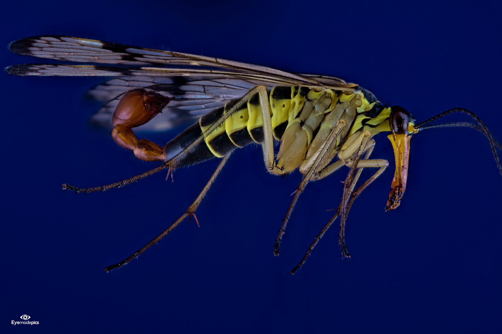 Gemeine Skorpionsfliege (Panorpa communis) 