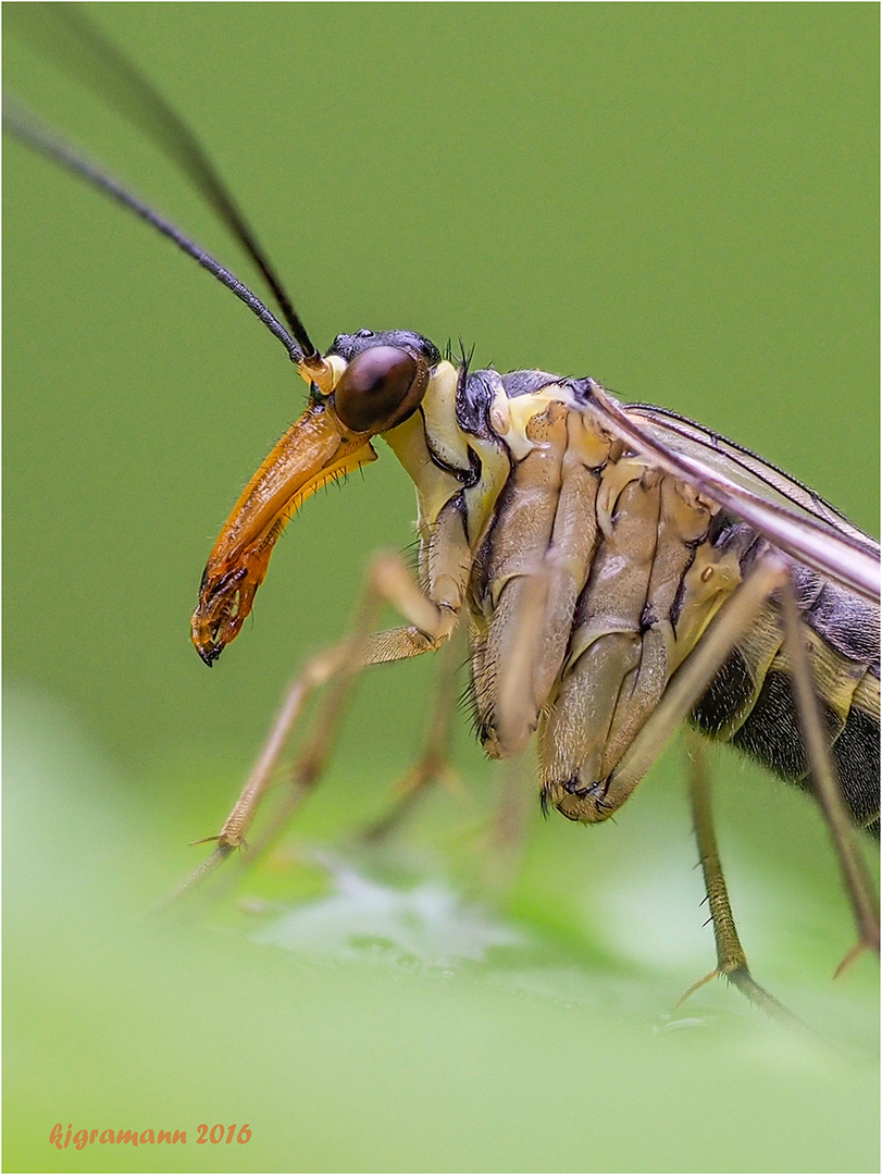 gemeine skorpionsfliege (Panorpa communis), ......