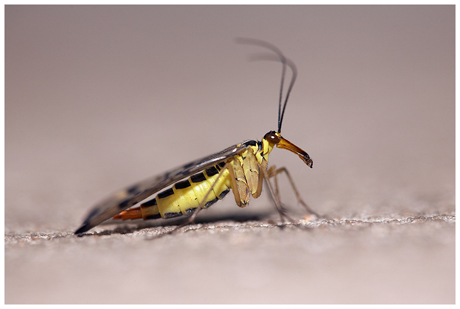 Gemeine Skorpionsfliege (Panorpa communis)