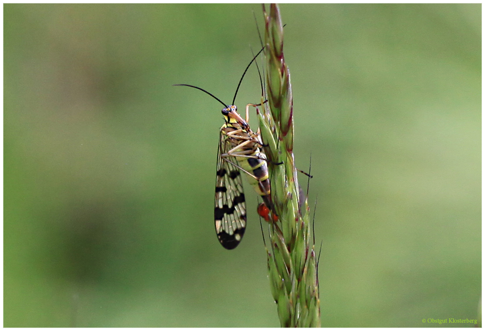 Gemeine Skorpionsfliege (Panorpa communis)