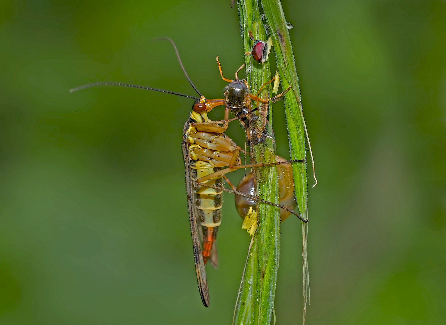 Gemeine Skorpionsfliege (Panorpa communis) am Fressen... - Mouche scorpion.