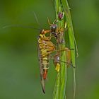 Gemeine Skorpionsfliege (Panorpa communis) am Fressen... - Mouche scorpion.