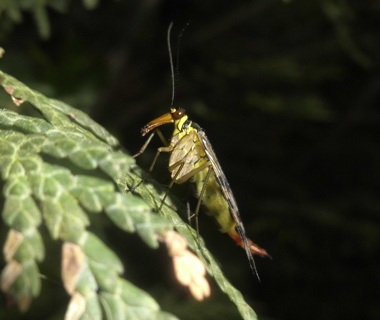 Gemeine Skorpionsfliege (Panorpa communis)