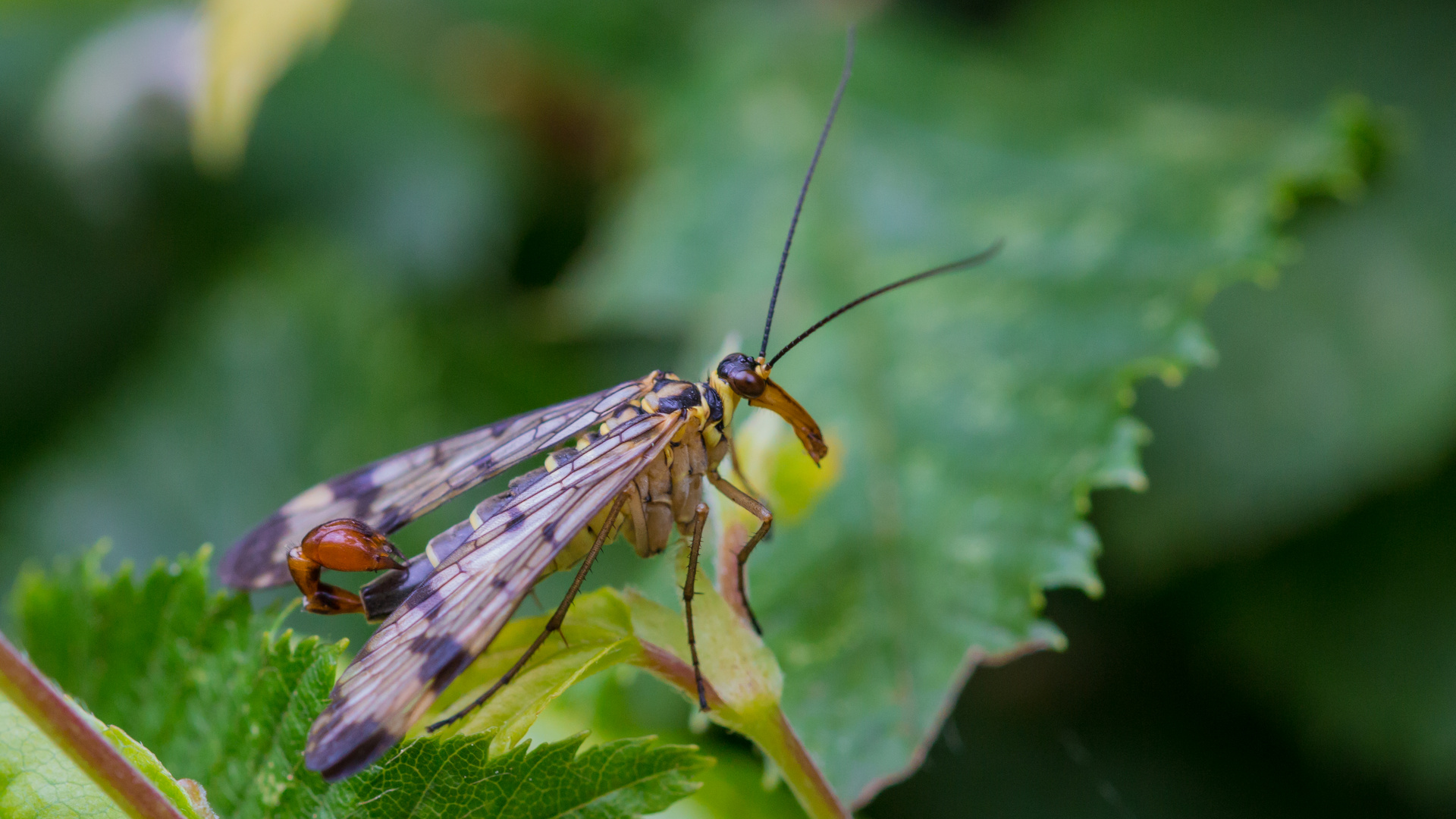 Gemeine Skorpionsfliege (Panorpa communis)