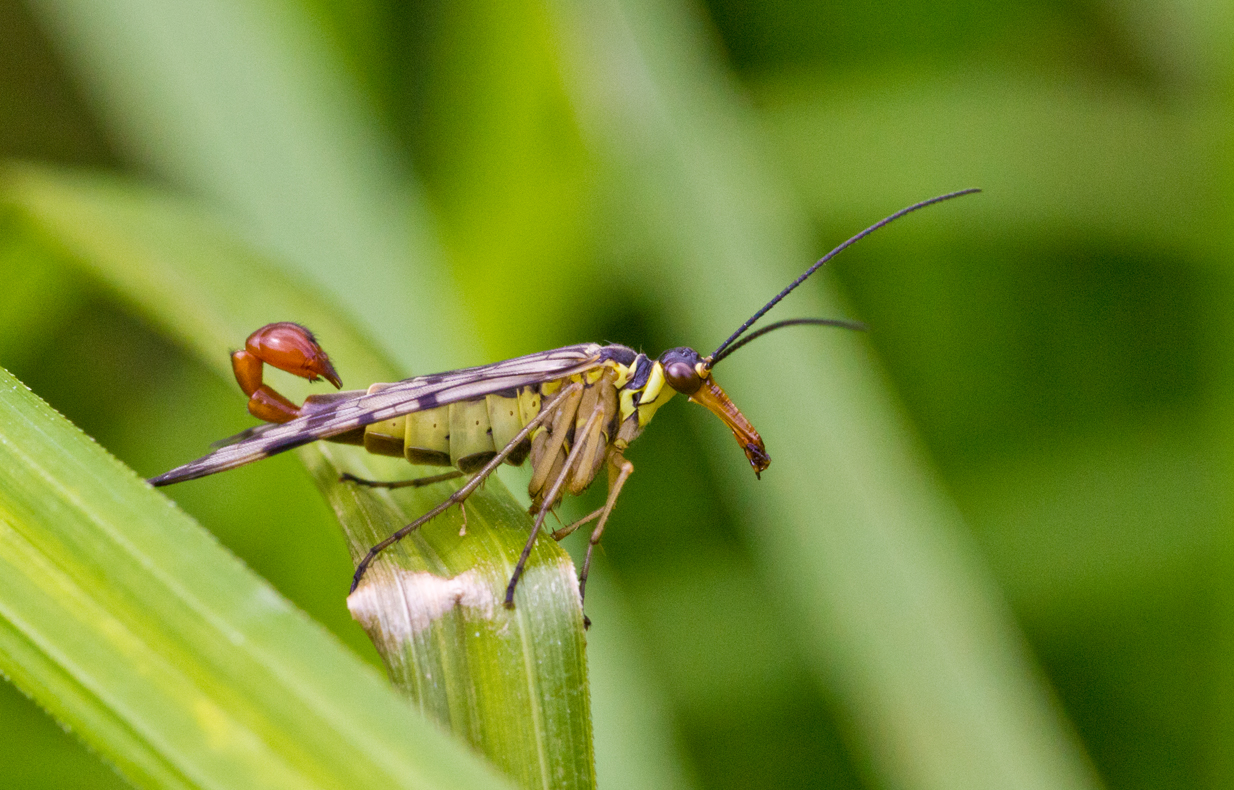 °°° Gemeine Skorpionsfliege  (Panorpa communis)  °°°