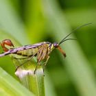 °°° Gemeine Skorpionsfliege  (Panorpa communis)  °°°