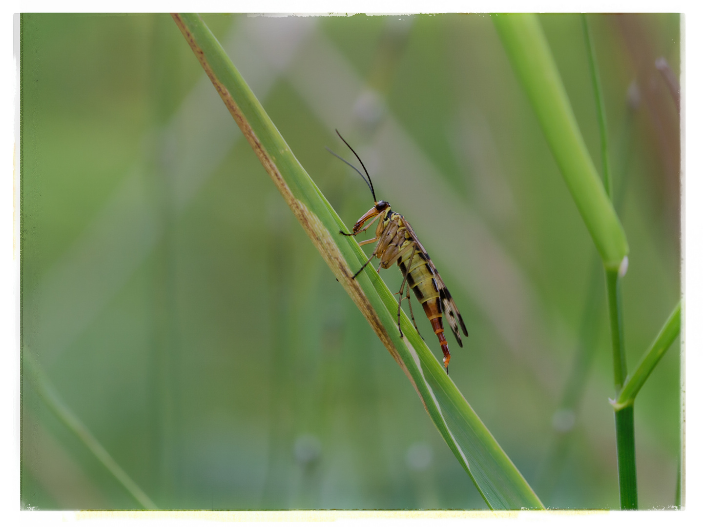 Gemeine Skorpionsfliege (Panorpa communis) f., common scorpionfly