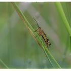 Gemeine Skorpionsfliege (Panorpa communis) f., common scorpionfly