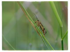 Gemeine Skorpionsfliege (Panorpa communis) f., common scorpionfly