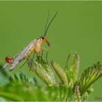 gemeine skorpionsfliege (panorpa communis) m. ....