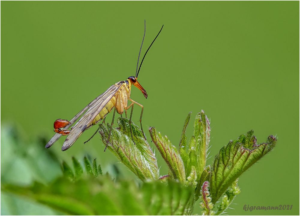 gemeine skorpionsfliege (panorpa communis) m. ....