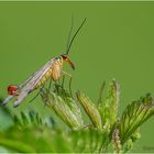 gemeine skorpionsfliege (panorpa communis) m. ....