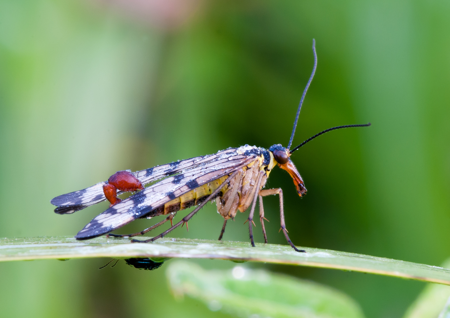 Gemeine Skorpionsfliege (Panorpa communis), Männchen