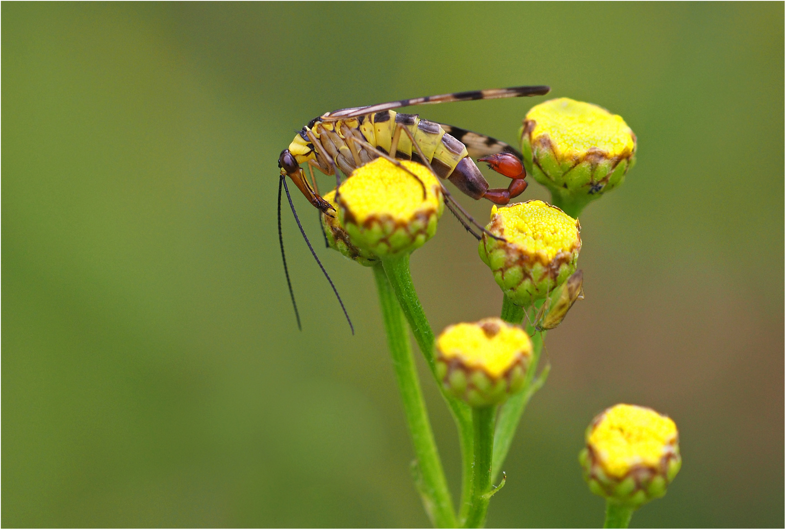 Gemeine Skorpionsfliege (Panorpa communis) /männlich