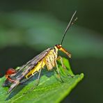 Gemeine Skorpionsfliege (Panorpa communis) - Mouche scorpion, mâle.