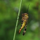 Gemeine Skorpionsfliege (Panorpa communis) Schnabelfliege weibl.