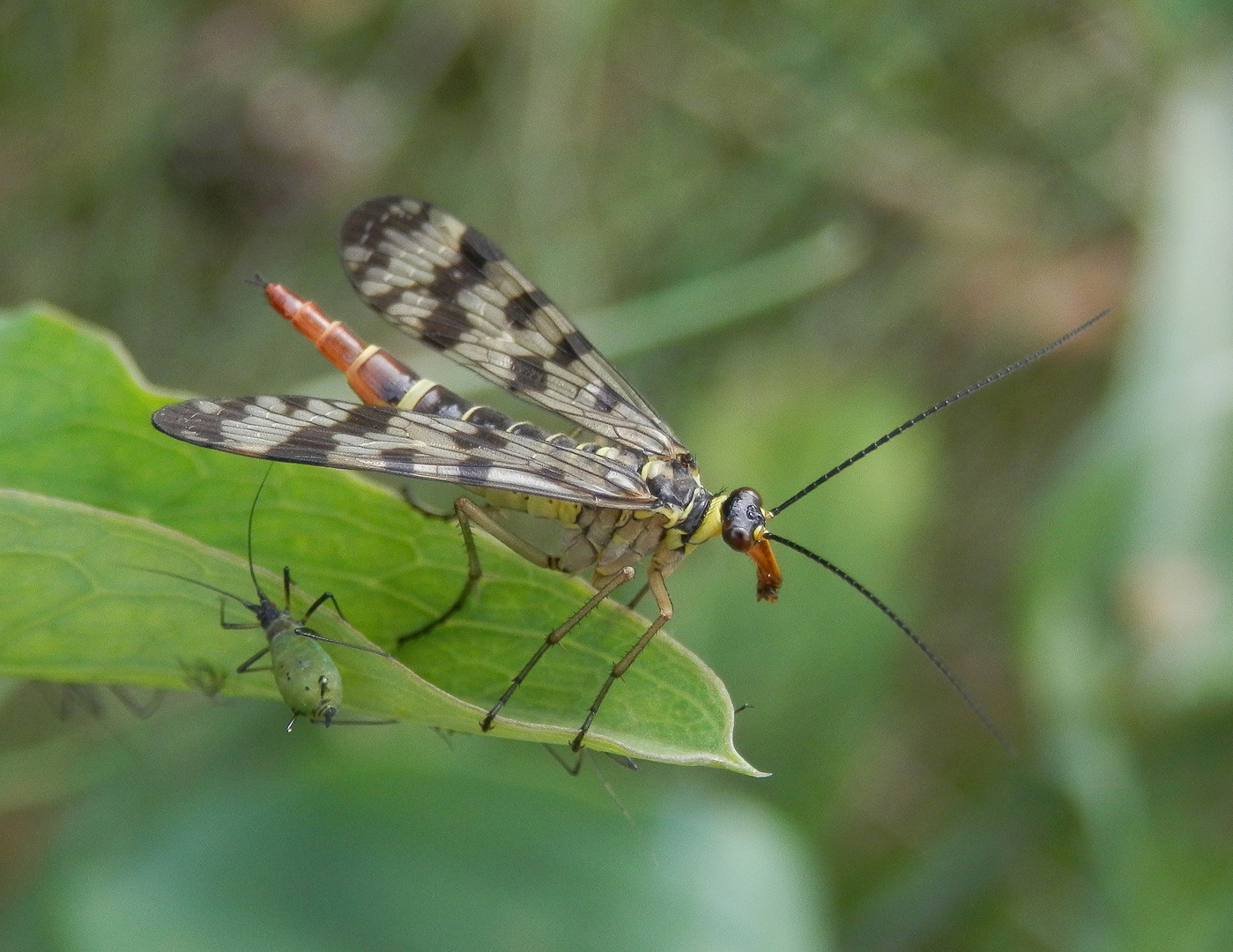 Gemeine Skorpionsfliege (Panorpa communis) - Weibchen