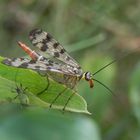 Gemeine Skorpionsfliege (Panorpa communis) - Weibchen