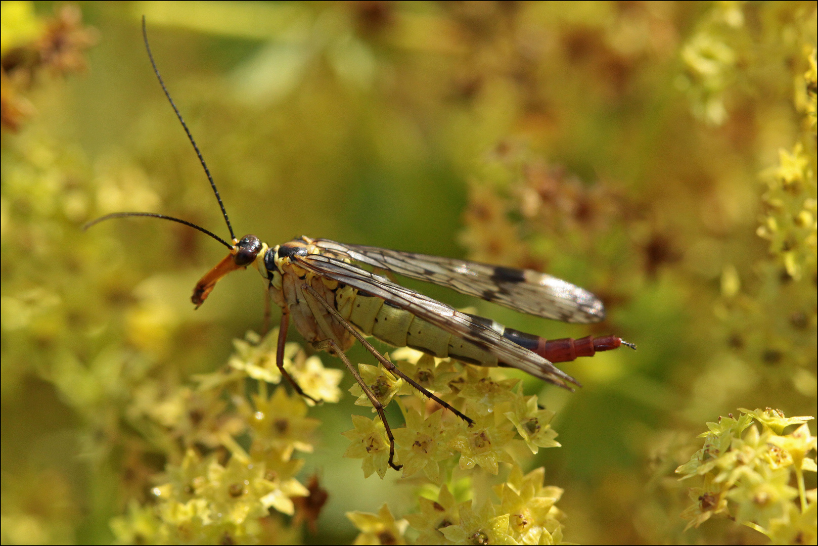 Gemeine Skorpionsfliege (Panorpa communis) Weibchen