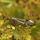 Gemeine Skorpionsfliege (Panorpa communis) Weibchen